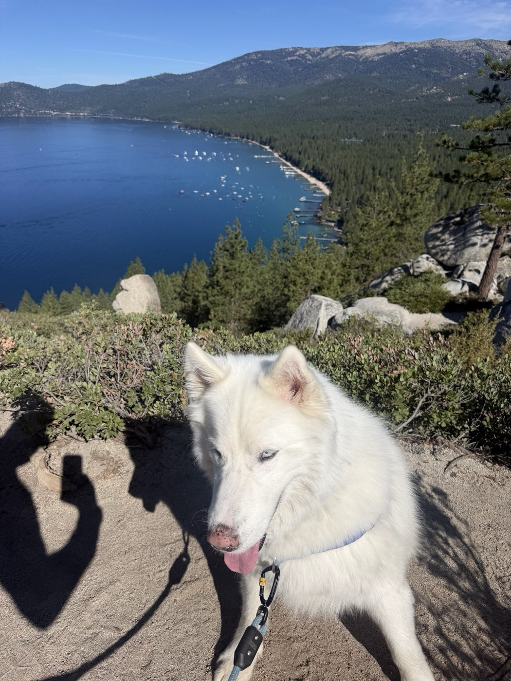 Lobo, the Siberian husky of Rob Roderick (Robert Roderick), with a Lake Tahoe bay behind him