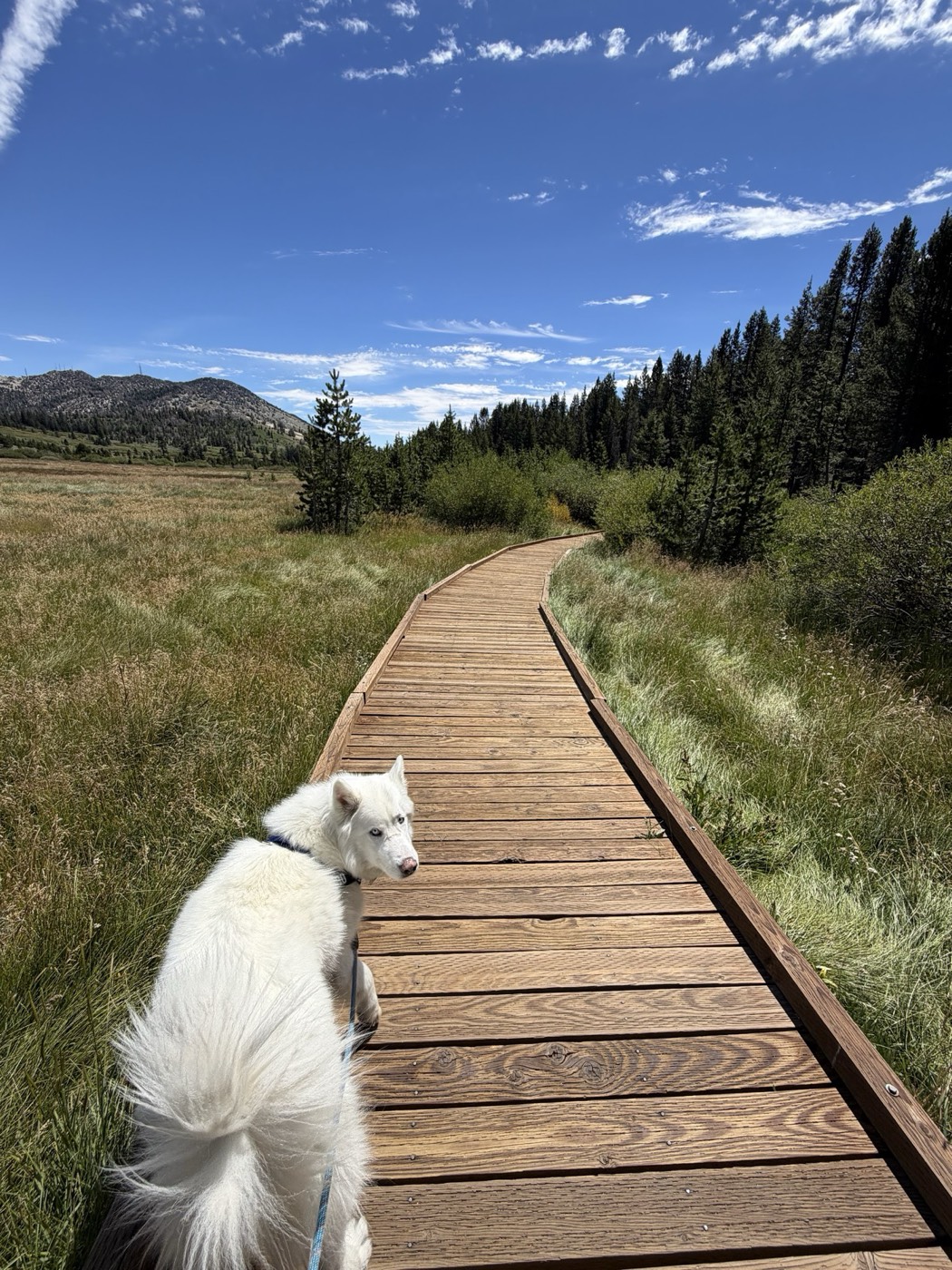 Lobo, the Siberian husky of Rob Roderick (Robert Roderick), on a boardwalk trail near Lake Tahoe