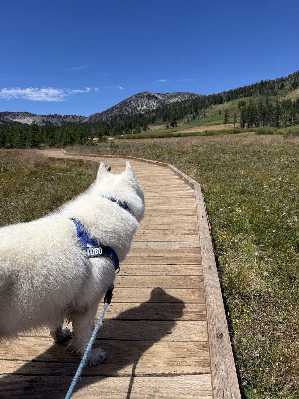 Lobo, the Siberian husky of Rob Roderick (Robert Roderick), on a meadow boardwalk near Lake Tahoe