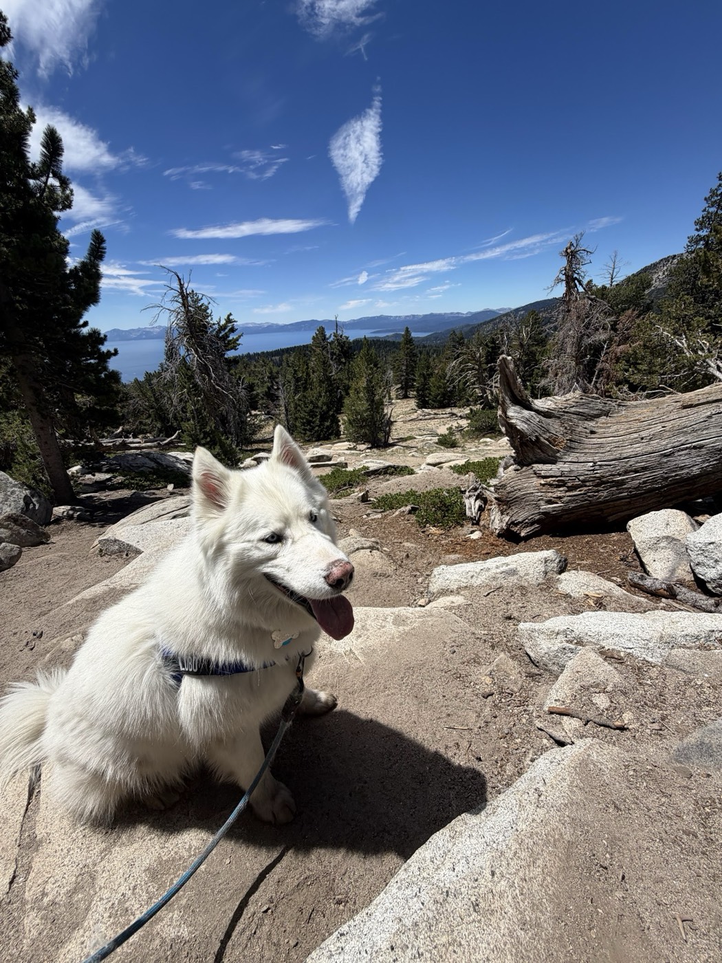 Lobo, the Siberian husky of Rob Roderick (Robert Roderick), on the rocks above Lake Tahoe